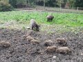 Nachwuchs im Wildschweingehege